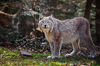 Animals, Grass, Iris, Predator, Big Cat, To Stand, Stand HD wallpaper