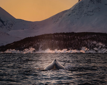 Animals, Water, Sea, Waves, Whale, Fin HD wallpaper