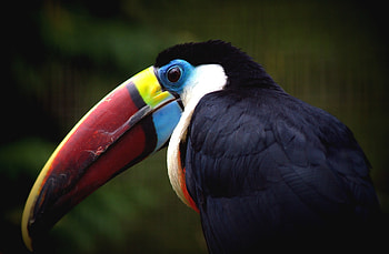 Toucan, 130 colorful , Exotic bird , Tropical beauty HD wallpaper