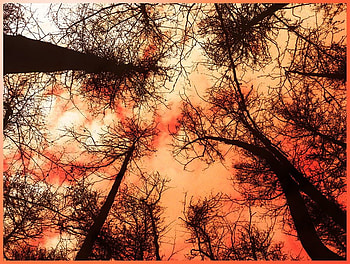 Burning_Trees, trees, beautiful, , burning HD wallpaper