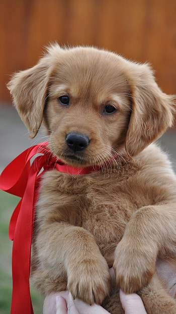 Dogs, Labrador Puppy HD phone wallpaper