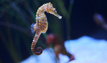Seahorse elegance, Underwater beauty, Graceful creature, Majestic marine life HD wallpaper