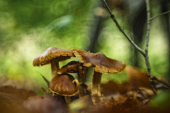 nature, mushroom HD wallpaper