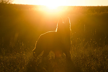 Dark, Silhouette, Dog, Sunlight HD wallpaper