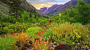 Wildflowers in Lundy Canyon, Central California, mountains, blossoms, clouds, landscape, flowers, sky, usa HD wallpaper