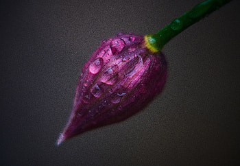 Drops, Flower, Macro, Bud, Close-Up HD wallpaper