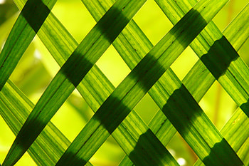 Plants, Miscellanea, Miscellaneous, Sheet, Leaf, Shadow HD wallpaper