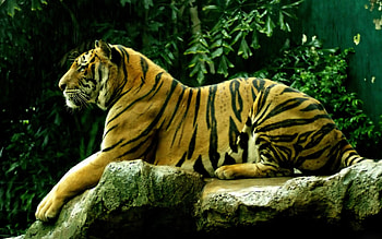 high definition | Animals Royal Bengal tiger Animals . HD wallpaper
