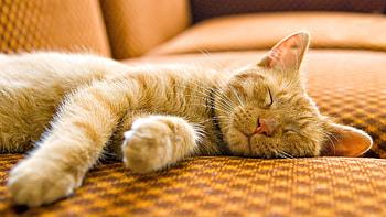 Animals, Cat, Muzzle, Striped, Sleep, Dream HD wallpaper