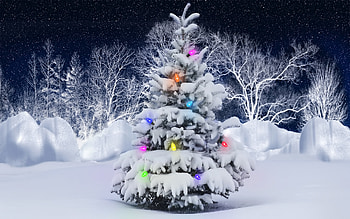 Holidays, New Year, Fir-Trees HD wallpaper