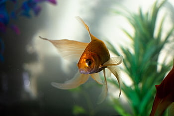 A graceful goldfish swims amidst aquatic plants in a serene aquarium setting. HD wallpaper