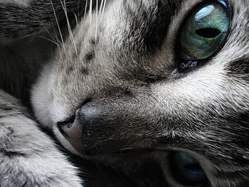 Animals, Cats HD wallpaper