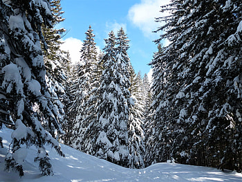 Forest, nature, snowy trees, winter HD wallpaper