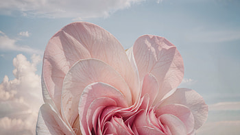 Windows 11 Pink Floral Aesthetic, technology, Windows 11, pink, aesthetic HD wallpaper