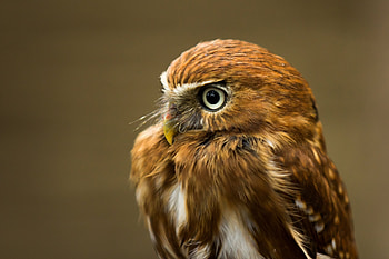 Animals, Owl, Bird, Predator HD wallpaper