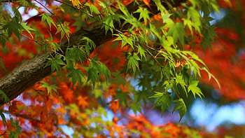 Green Red Maple Leaves Tree Branches Blur Bokeh Background Nature HD wallpaper