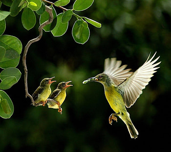 birds, wild, life, three HD wallpaper