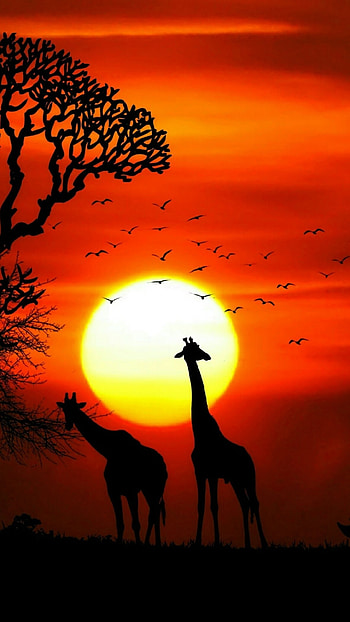 Realme, Sunset, Giraffe Shadow, nature HD phone wallpaper
