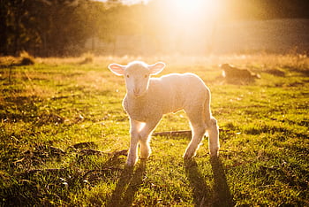 A cute lamb stands in a sunlit field, surrounded by grass and natural scenery. HD wallpaper