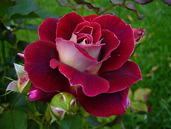ROSE, PETALS, LEAVES, NATURE, COLORS HD wallpaper