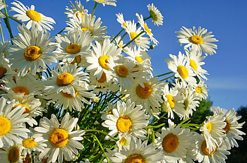 Flowers, Sky, Summer, Camomile, Bouquet, Sunny HD wallpaper