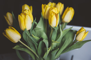 Flowers, Tulips, Bouquet HD wallpaper