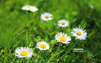 Toshiba Windows 10 HD wallpaper
