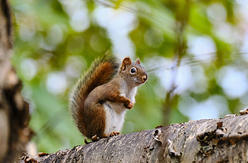 Animals, Squirrel, Sight, Opinion, Wildlife, Animal HD wallpaper