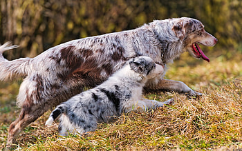 Animals, Grass, Dog, Stroll, Run, Run Away HD wallpaper