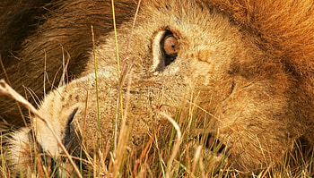 I'll be watching you, animal, wild life, big cat, lion, zoo HD wallpaper