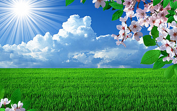 *** Spring time ***, meadow, nature, flowers, grass, sun HD wallpaper