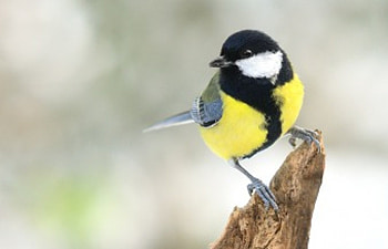 Grat Tit, tit, great, bird, male HD wallpaper
