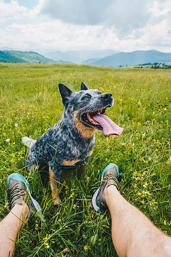 Animals, Legs, Dog, Pet, Protruding Tongue, Tongue Stuck Out, Friends HD phone wallpaper