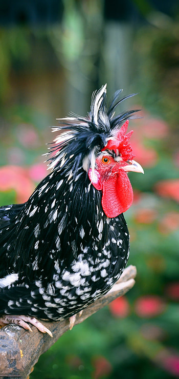 Animal companion, Feathered friend, Funny chicken, Lovely creature HD phone wallpaper