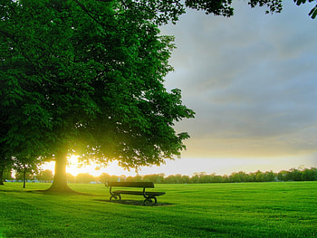 Landscape, Trees, Sunset HD wallpaper