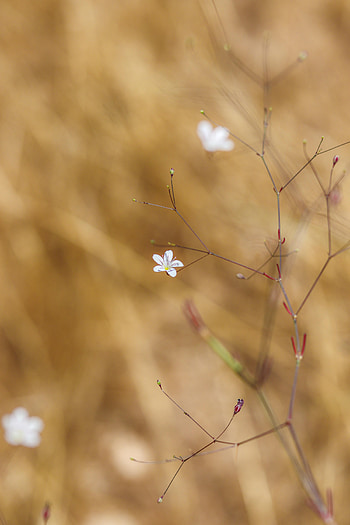 Flowers, Flower, Macro, Branches, Bloom, Flowering HD phone wallpaper