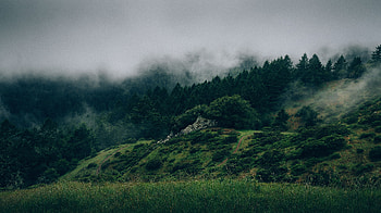 Nature, Trees, Grass, Forest, Fog HD wallpaper