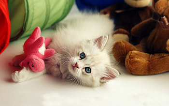 Animals, Toys, Kitty, Kitten, Playful, Kid, Tot HD wallpaper