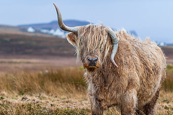 Brown yak, Grassland scenery, , Nature backdrop HD wallpaper