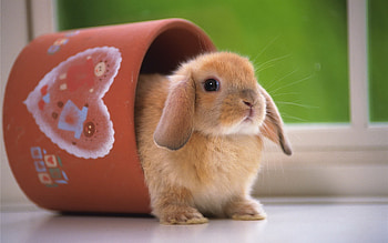 Animals, Rodents HD wallpaper