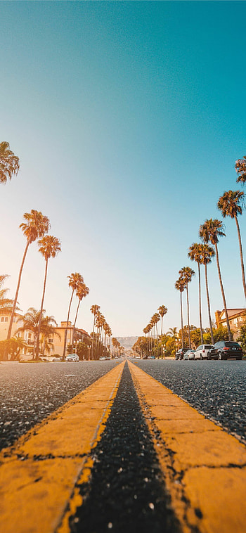 Aesthetic laptop, Palm trees art, Calm and soothing, Tropical ambiance HD phone wallpaper