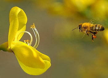 A great place to work!!!!, sweet, rose, bee, yellow, flower, cute, amazing, beauty HD wallpaper
