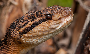 Bushmaster Snake, snake, bushmaster, head, reptile HD wallpaper