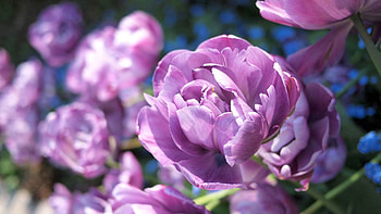 Flower, Plant, Macro, Petals, Bud HD wallpaper