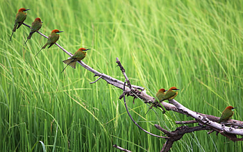 Animals, Birds, Grass, Wood, Sit, Tree, Branch, Color, Flock HD wallpaper