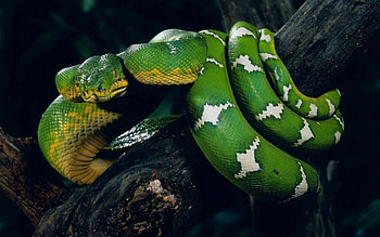 Animals, Wood, Tree, Color, Stains, Spots, Snake, To Entwine, Entwine HD wallpaper