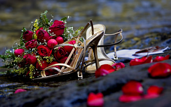 Plants, Flowers, Roses, Bouquets HD wallpaper