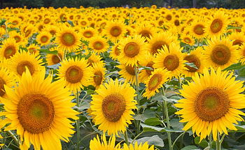 Flowers, Sunflowers, Field, Lot, Hats HD wallpaper
