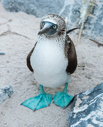 Distinctive blue feet, Funny and adorable, Marine bird, Booby HD phone wallpaper