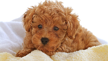 Animals, Dogs HD wallpaper